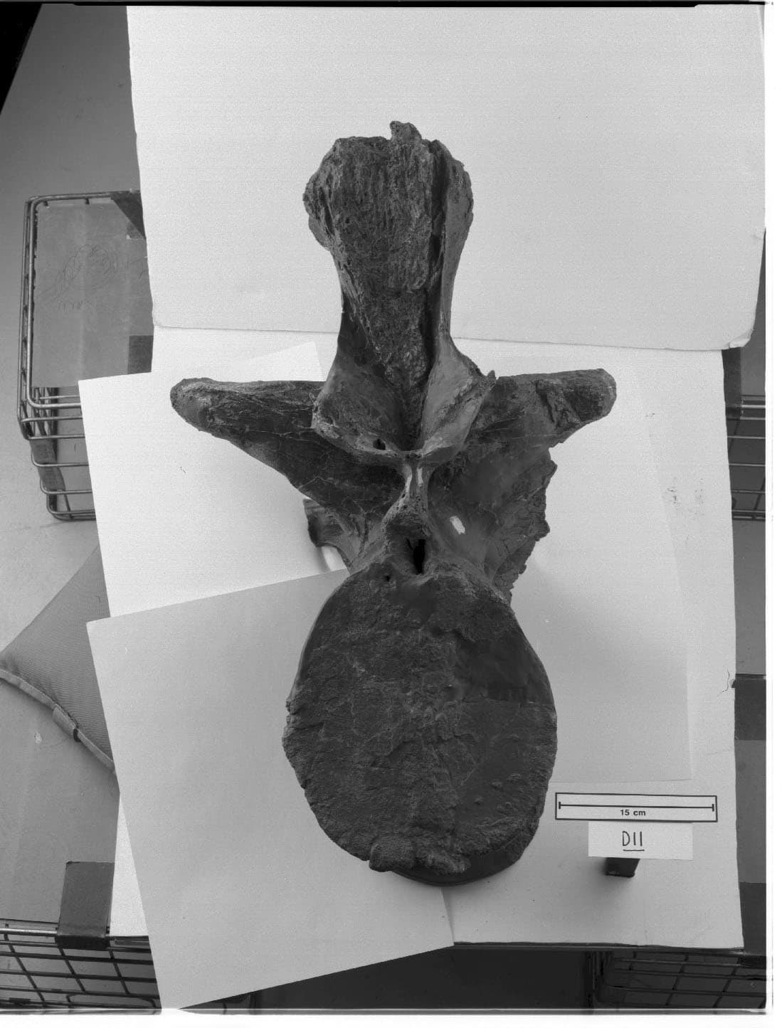 SUE T.rex vertebrae