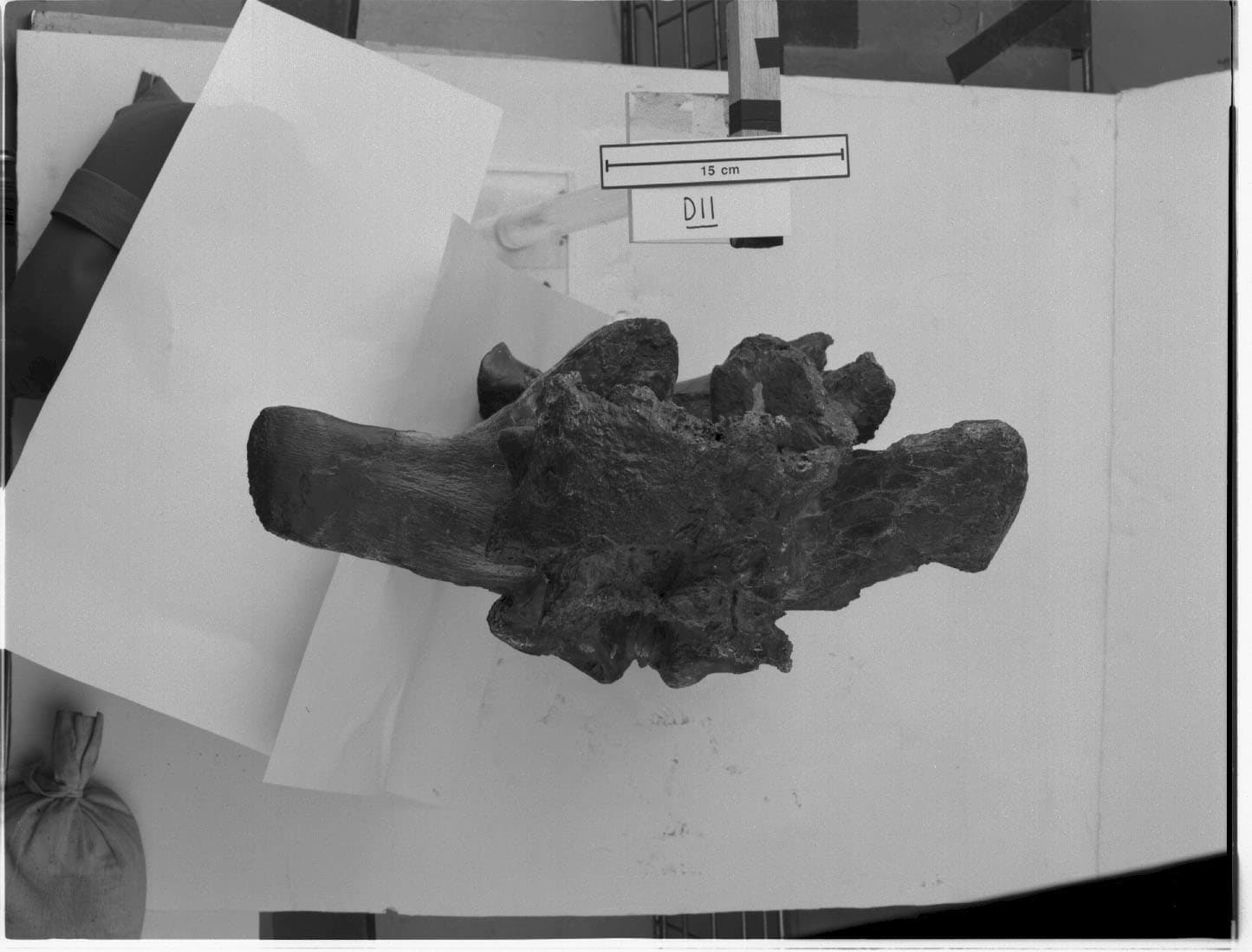 SUE T.rex vertebrae