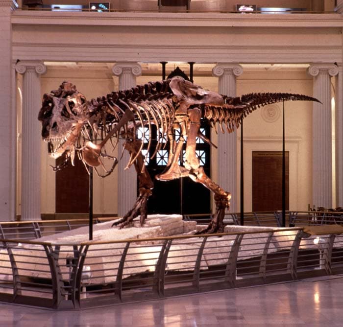 Sue T. rex