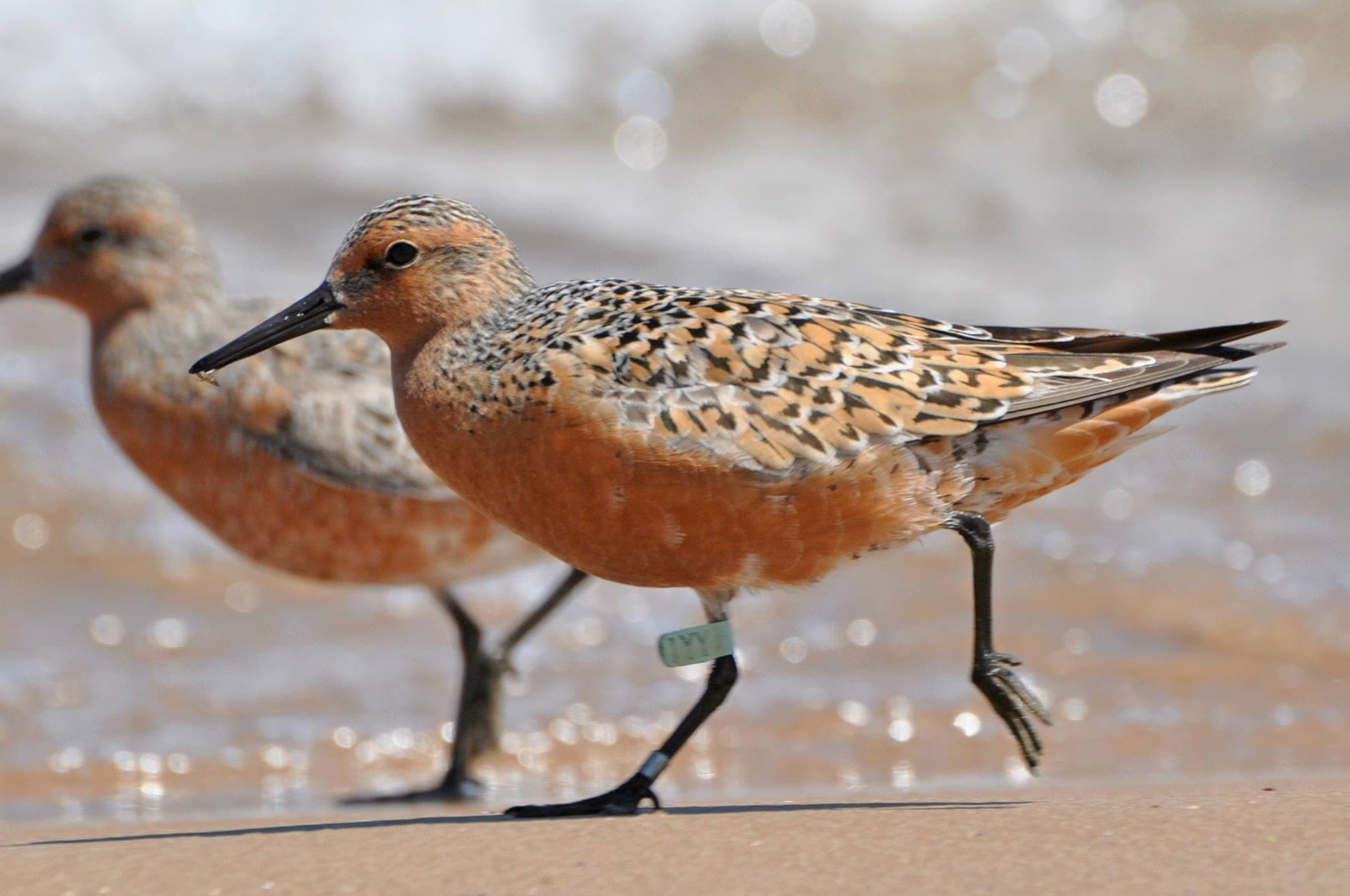 Red Knot 1YY, Montrose Beach, Chicago, 22 May 2015, © Matthew Cvetas