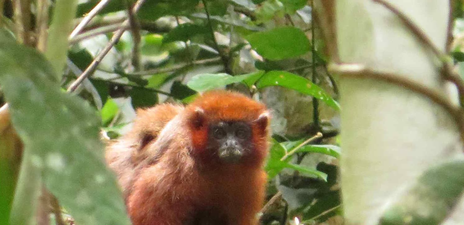 Mystery Callicebus from Peru