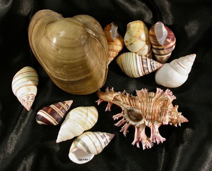 Image for Mollusk Collection