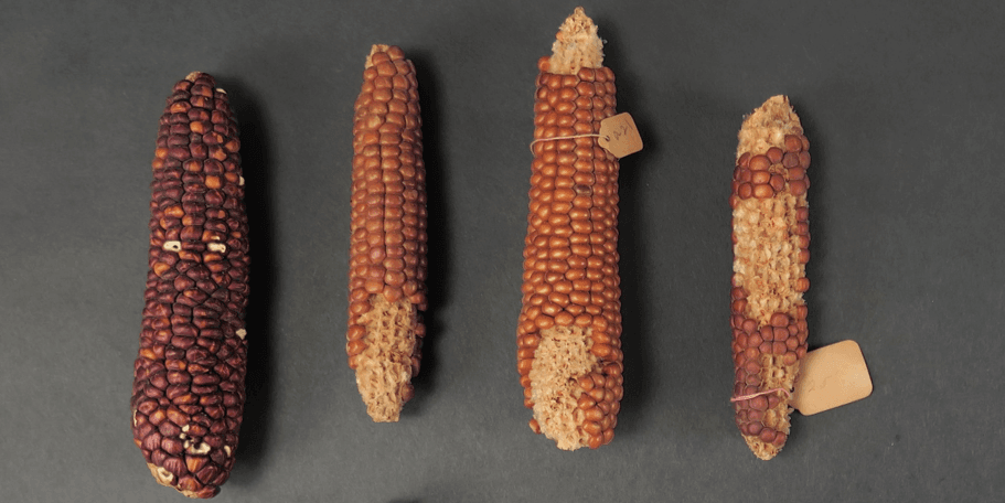 Four dried corn cobs that are shades of purple, orange, and brown