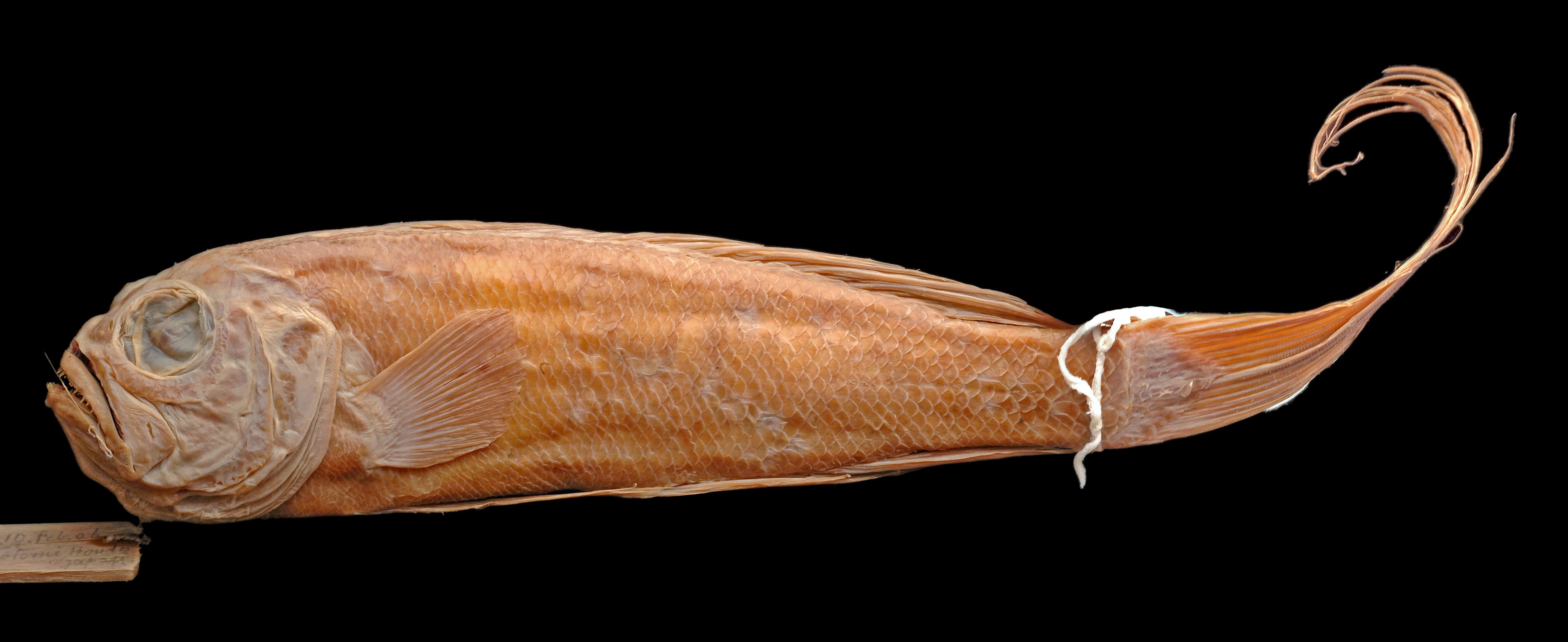 Image for Fishes Type Collection