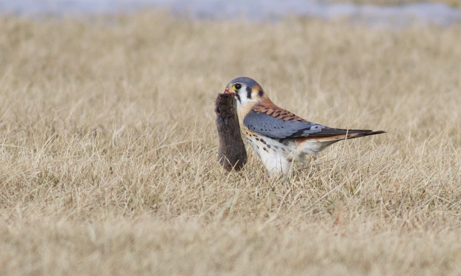 Image for Bird of the Week: American Kestrel