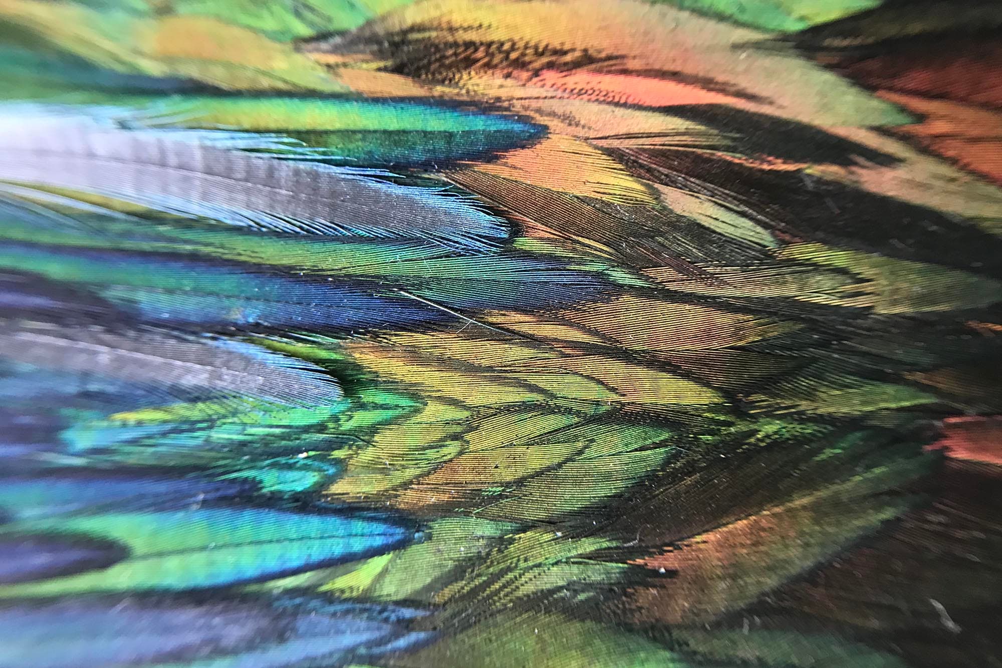 Brightly colored iridescent feathers, ranging from bright blue and green to yellow and orange.