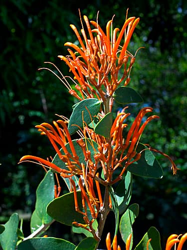 Image for Scans of Neotropical Loranthaceae & friends