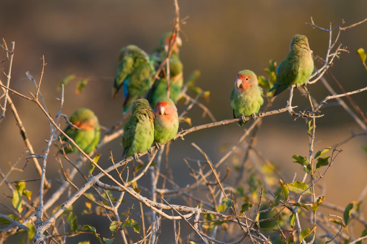 Image for Bird of the week: Valentine's lovebirds