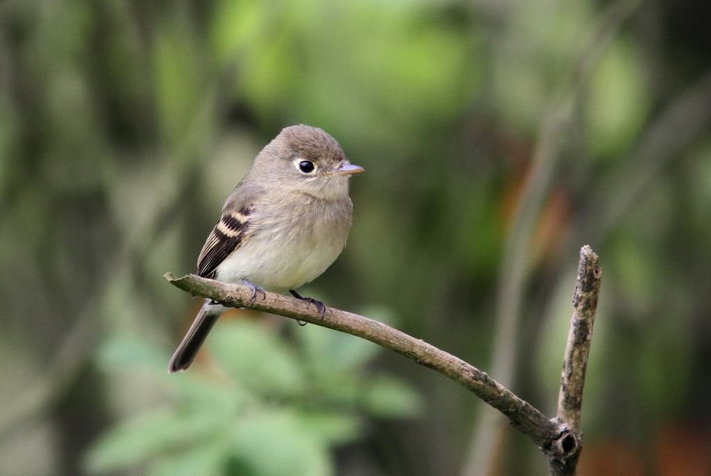 Image for A first for Illinois, discovered in The Field Museum's collection