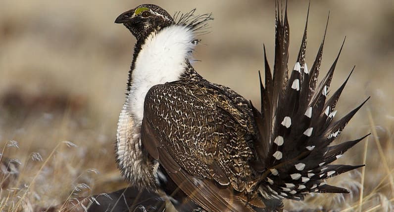 Image for Meet the newest species of bird in North America: A Gunnison Sage-Grouse specimen arrives in Chicago