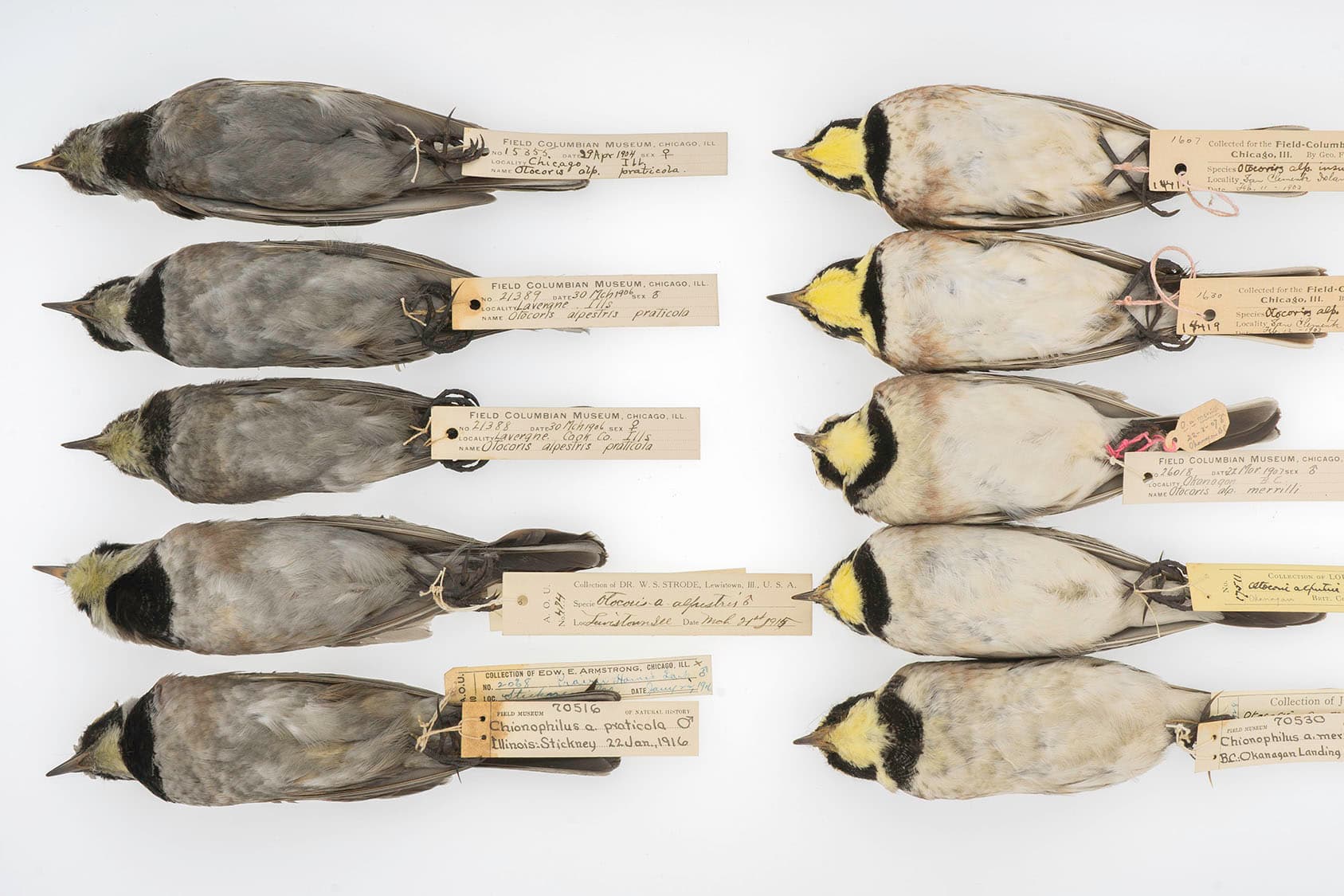 Rows of bird specimens with yellow necks; half have gray stomachs and half have white bellies