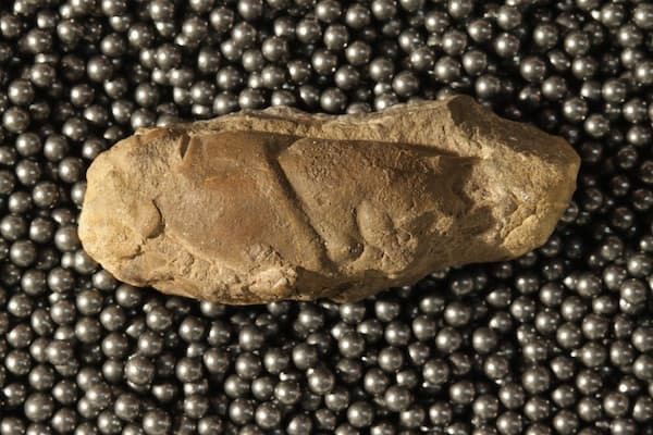 This specimen, UC 9705, was collected by F. W. Stokes in February, 1902. It is the lobster Hoploparia stokesi and it has the distinction of being the first fossil collected from Antarctica and scientifically described. Photo by Paul Mayer.