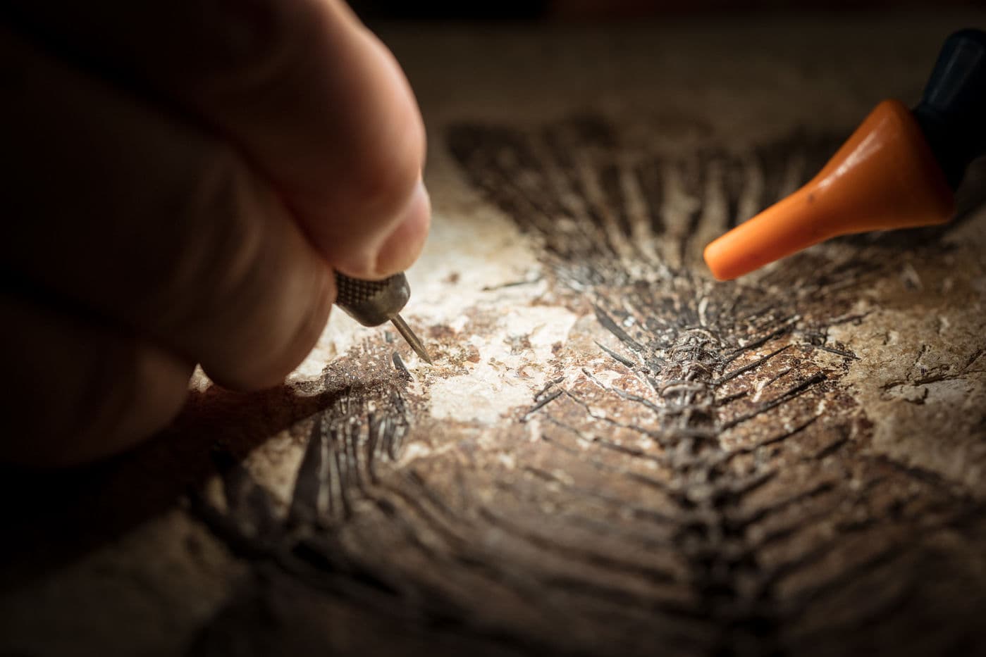 Once preparators complete their extractions, the finished fossils are examined and compared with related fossils, forming the data for a published study—the final step in the process.