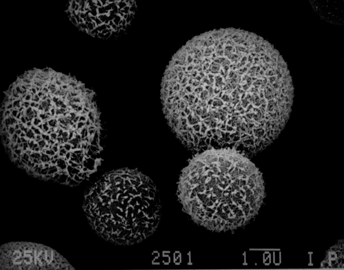 Image for Fungus, Family Trees, and Fatal Disease