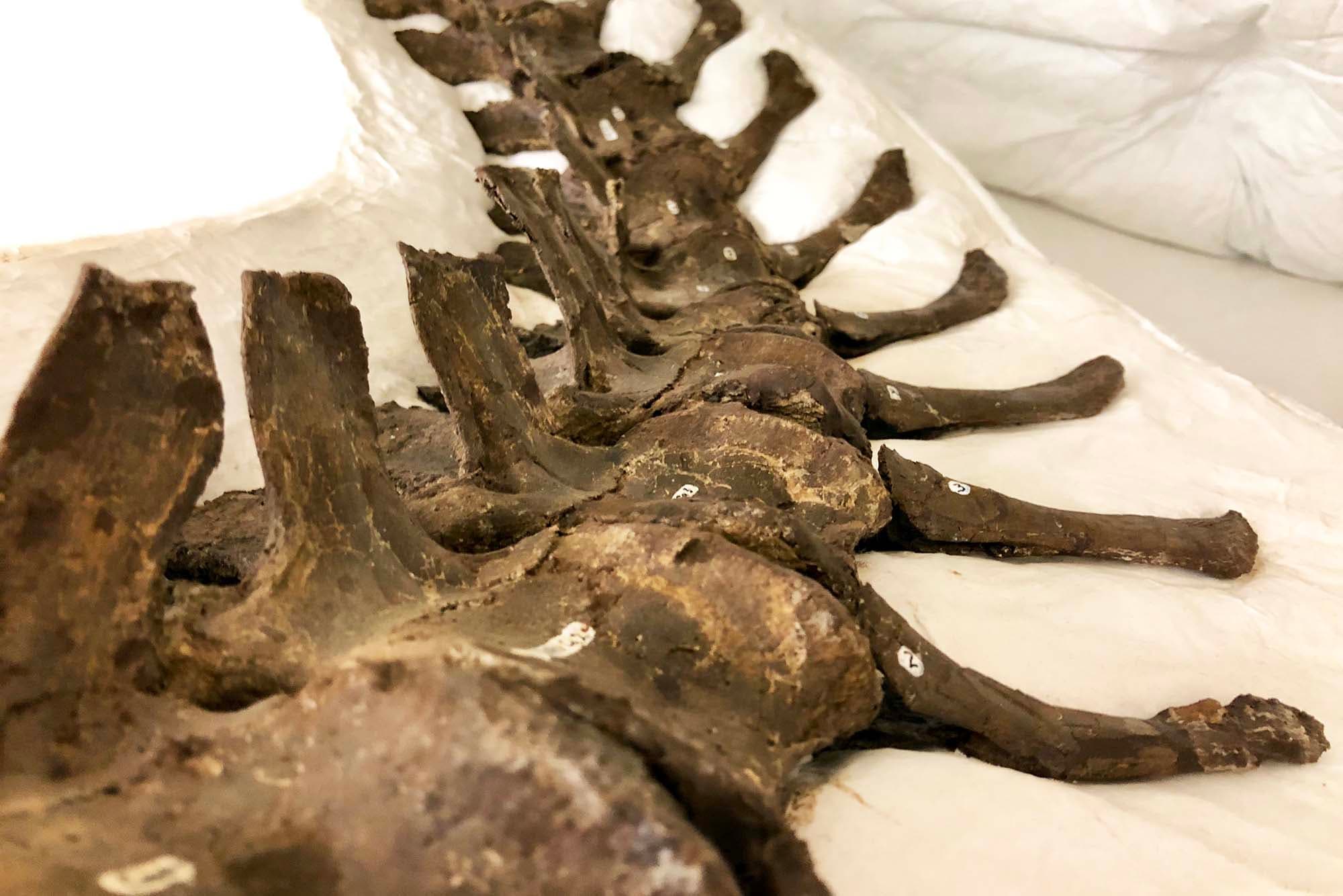 Close-up view of brown tail vertebrae that curve around. They're positioned on a white cushion.