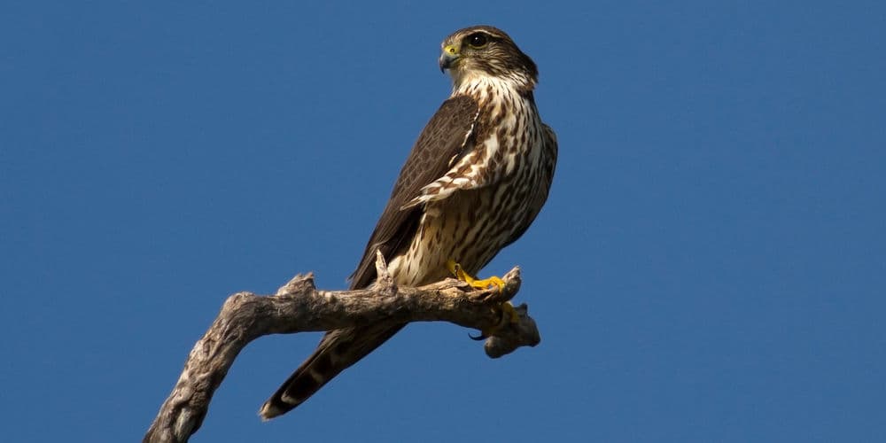 Brown and white bird perched on a branch in front of a blue sky