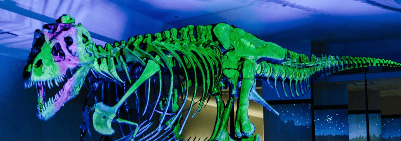 T. rex fossil lit up with green and purple lighting.