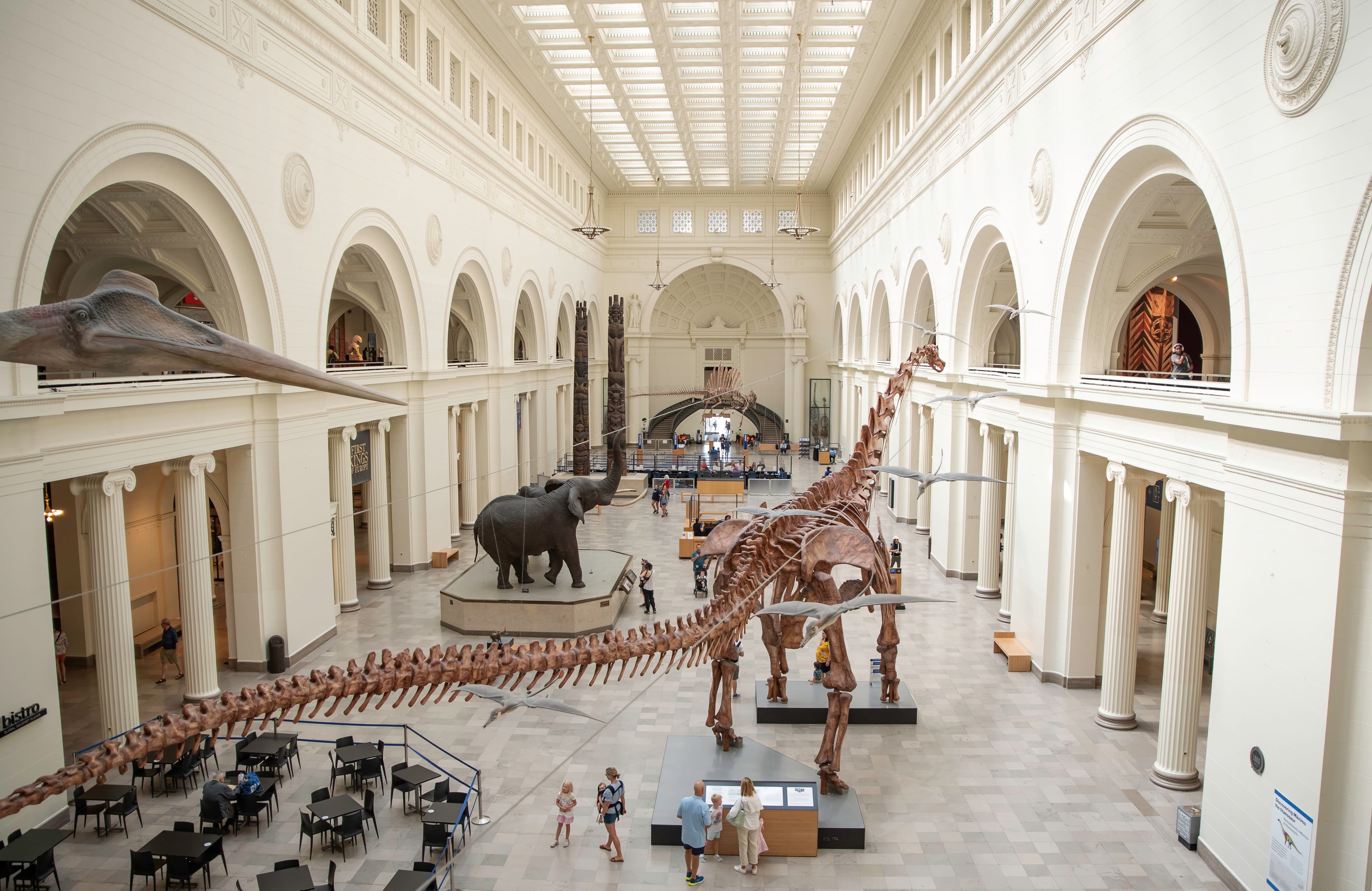 Looking from the upper level mezzanine at the museum's main hall. Visible are a large dinosaur fossil, taxidermied elephants and seating for the restaurant.