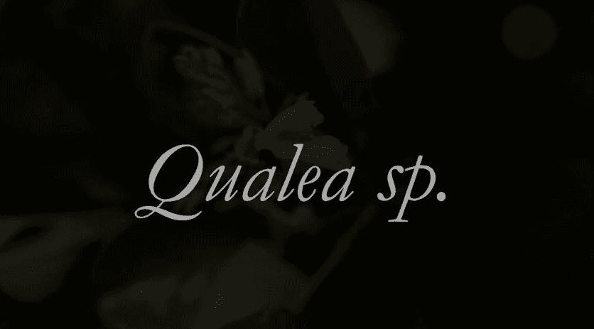 The words "Qualea sp" in white script against a dark photograph of foliage and a white flower