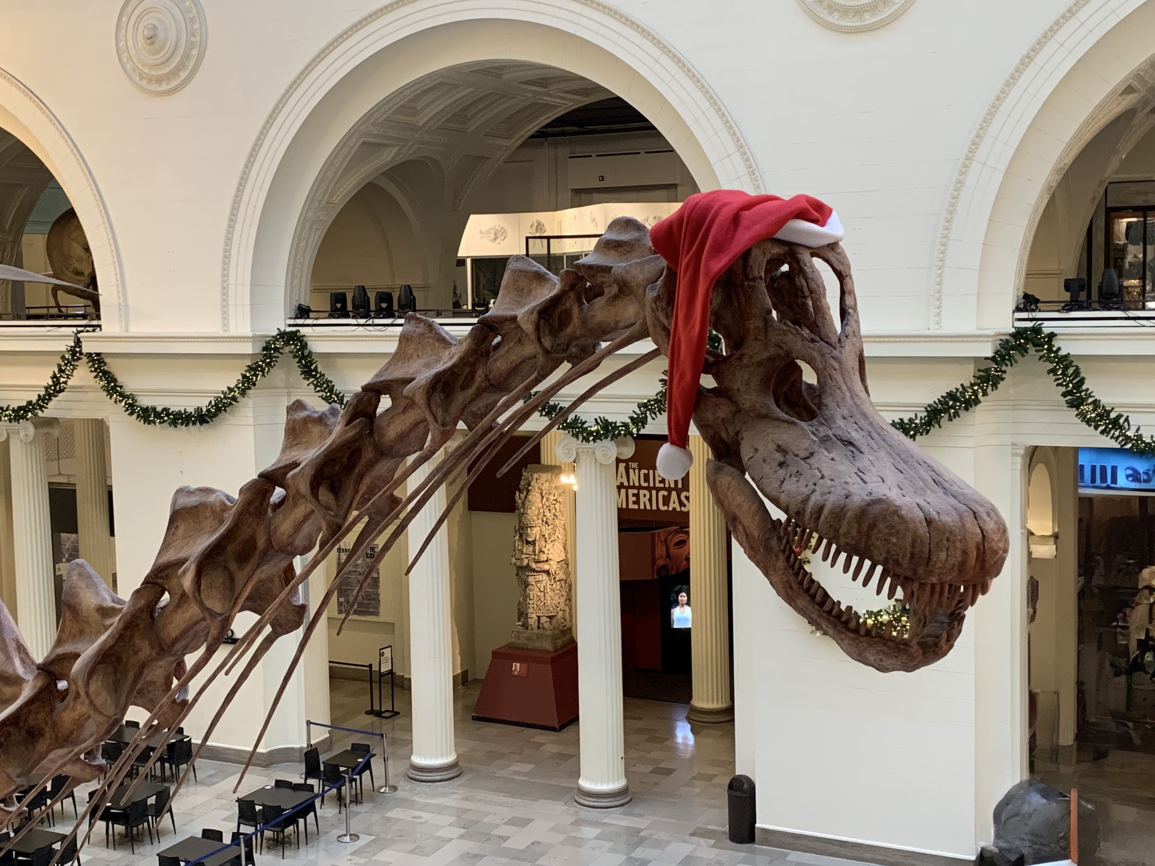 A titanosaur fossil skeleton wearing a dino-sized santa hat