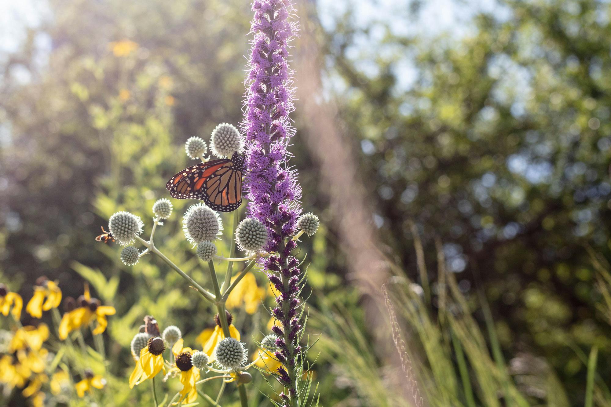 A monarch butterfly perches on a purple blazing star flower on a sunny day. Black-eyed Susans and other prairie plants are in the background.