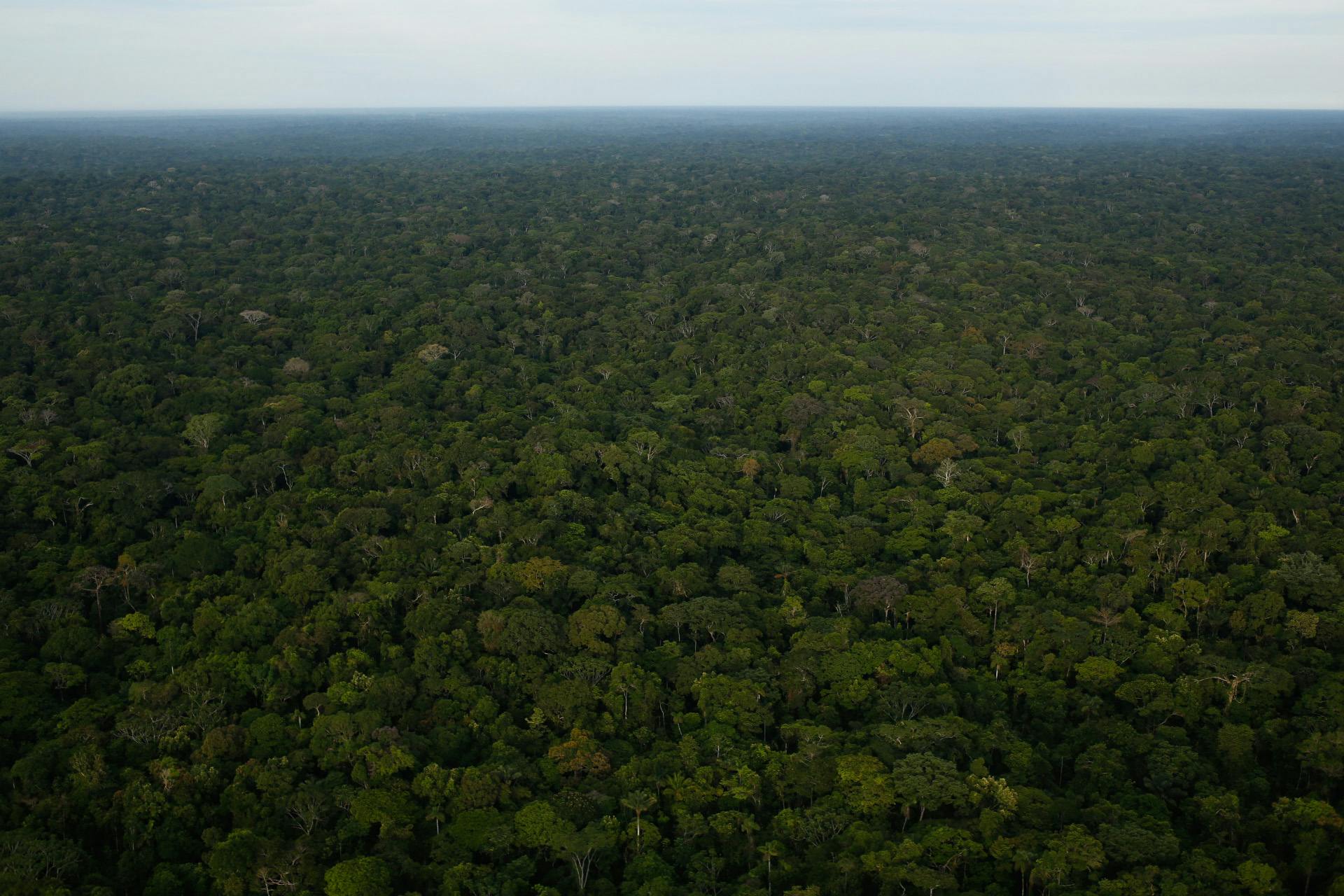 Image for How many trees are there in the Amazon?